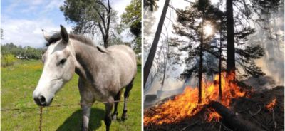 Emergency Preparedness for Livestock Owners- Upcoming Webinars