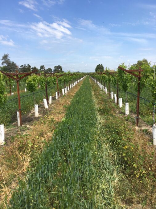 Certified Organic Raisin Farmer from Easton, CA