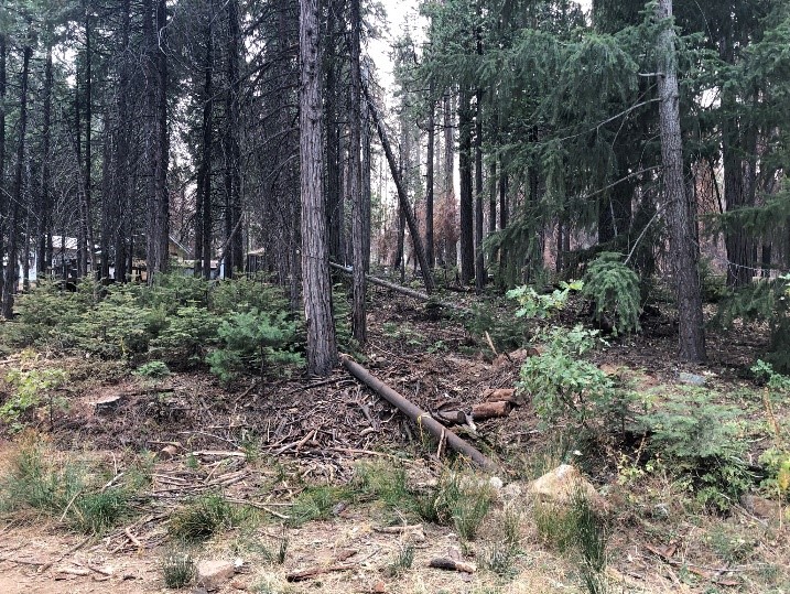 2023 Post-fire Forest Resilience Workshops