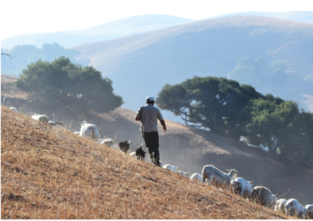 Spanish Language Grazier Training