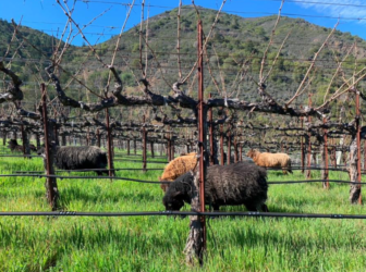 2022 Livestock Integrated Cropping Systems Symposium