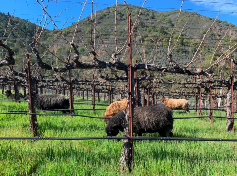 2022 Livestock Integrated Cropping Systems Symposium