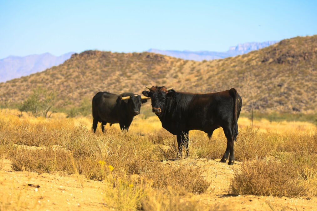 Pet and Livestock Preparedness for Emergency Evacuation