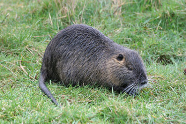 The Invasive Species of Nutria