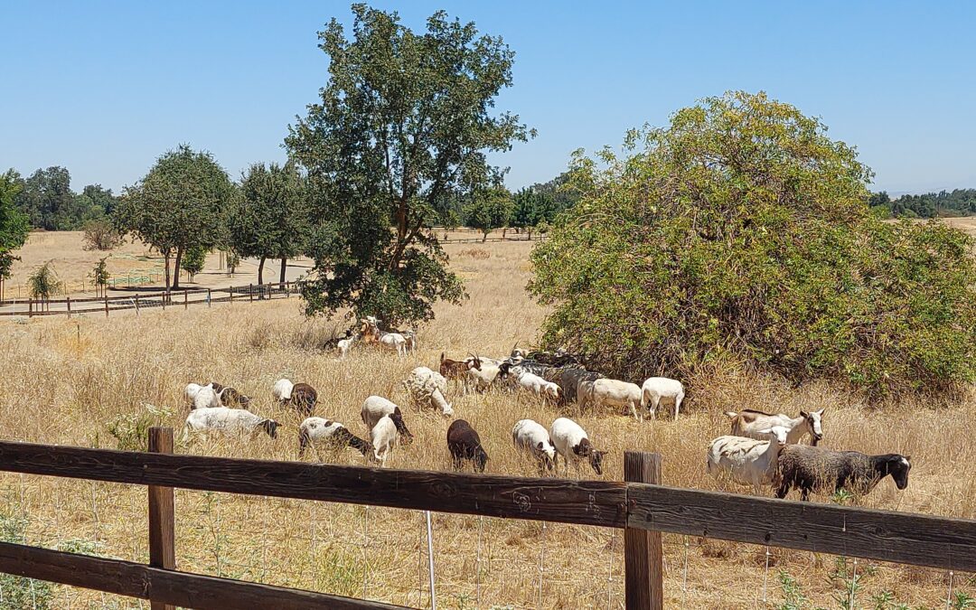 Grazing Project on the San Joaquin River Conservancy