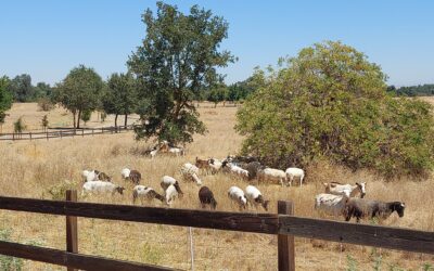 Grazing Project on the San Joaquin River Conservancy